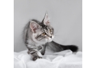 Мейн-кун котята крупные ласковые котята