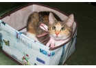 Котенок девочка трехцветная Флора, 2 месяца, ищет дом
